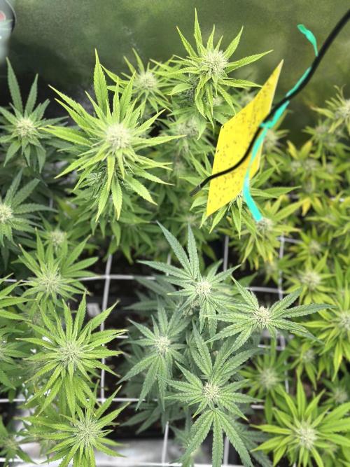 SeedTest für Reales 2026 +  UVM. Week 11