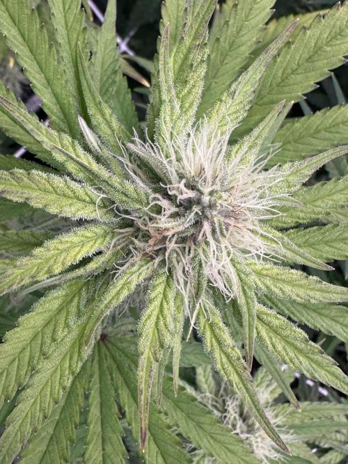 SeedTest für Reales 2026 +  UVM. Week 11