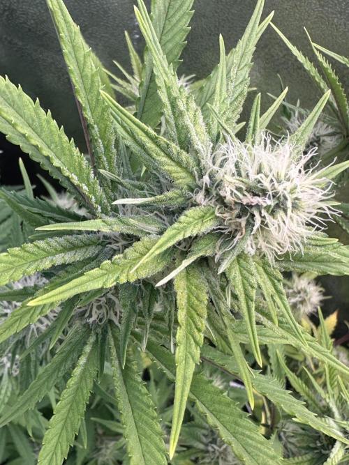 SeedTest für Reales 2026 +  UVM. Week 11