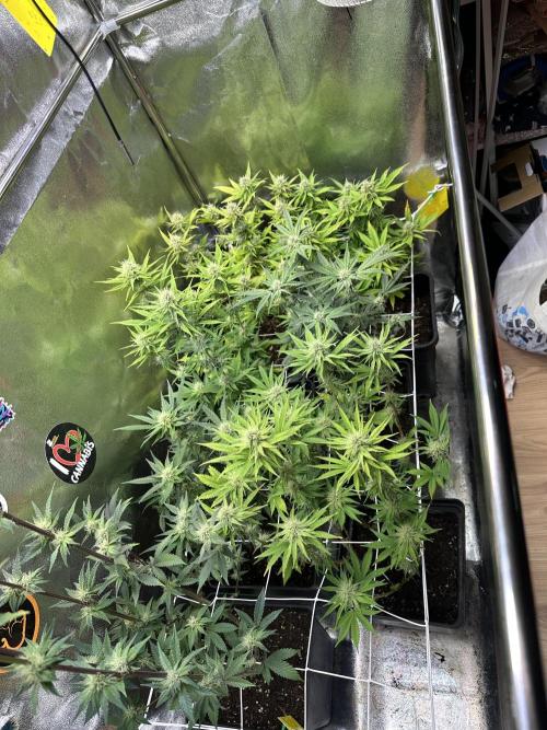 SeedTest für Reales 2026 +  UVM. Week 11