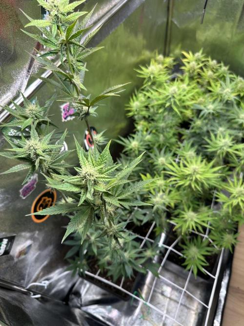 SeedTest für Reales 2026 +  UVM. Week 11