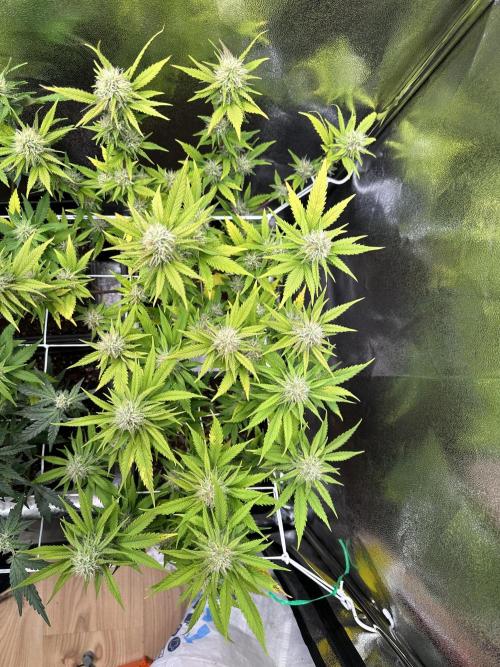 SeedTest für Reales 2026 +  UVM. Week 11