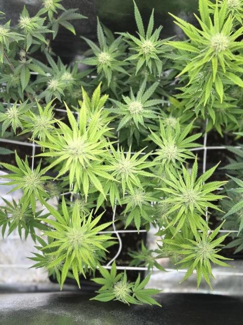 SeedTest für Reales 2026 +  UVM. Week 18