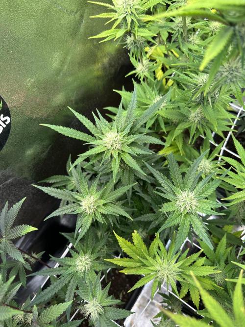 SeedTest für Reales 2026 +  UVM. Week 18