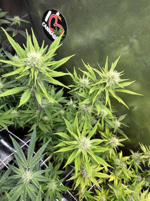 SeedTest für Reales 2026 +  UVM. Week 18