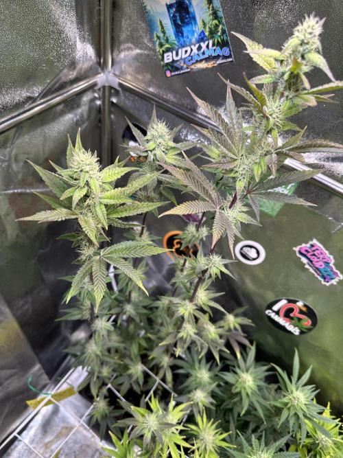 SeedTest für Reales 2026 +  UVM. Week 18