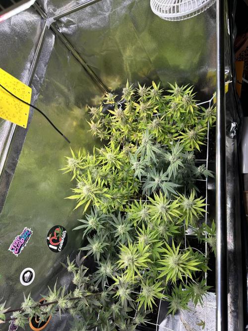 SeedTest für Reales 2026 +  UVM. Week 18