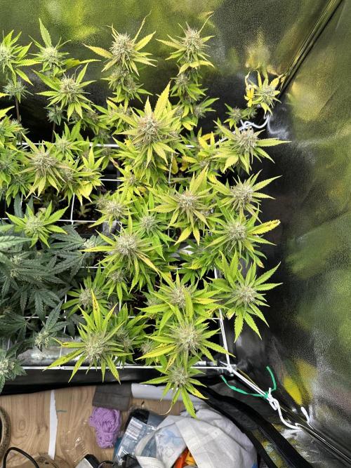 SeedTest für Reales 2026 +  UVM. Week 18