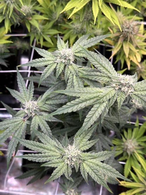 SeedTest für Reales 2026 +  UVM. Week 18