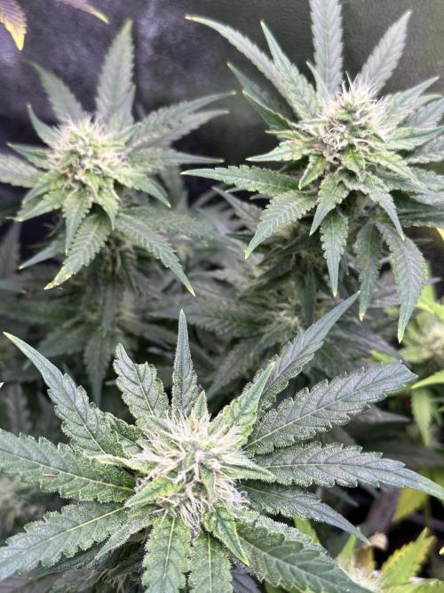 SeedTest für Reales 2026 +  UVM. Week 18