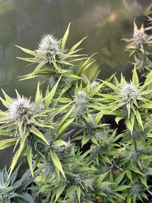 SeedTest für Reales 2026 +  UVM. Week 18