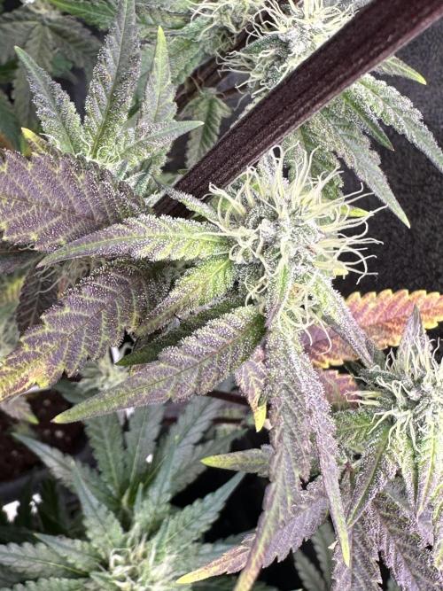 SeedTest für Reales 2026 +  UVM. Week 18