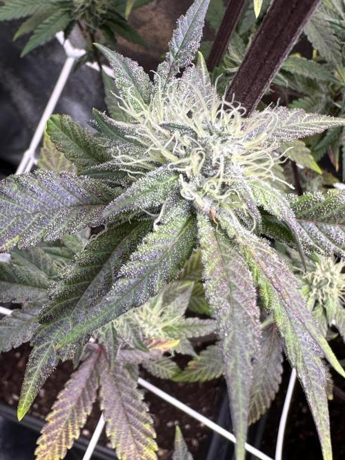 SeedTest für Reales 2026 +  UVM. Week 18