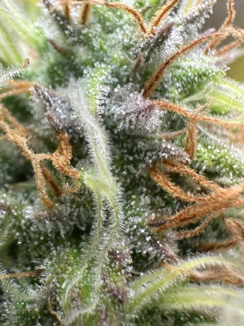 SeedTest für Reales 2026 +  UVM. Week 18