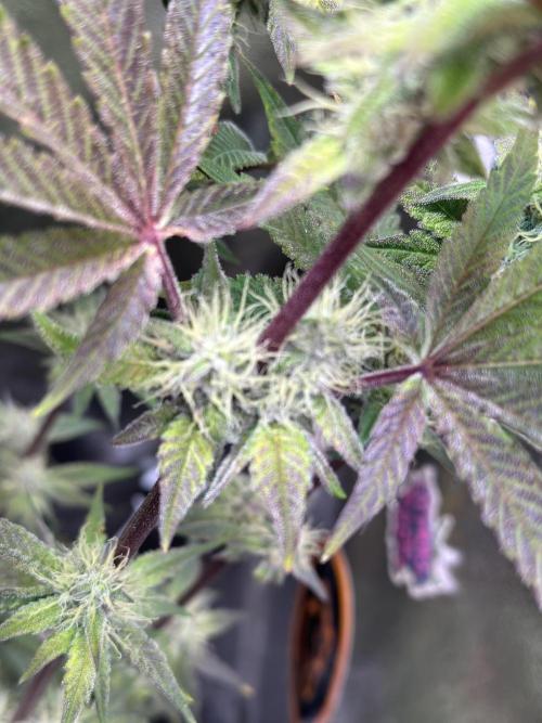 SeedTest für Reales 2026 +  UVM. Week 18