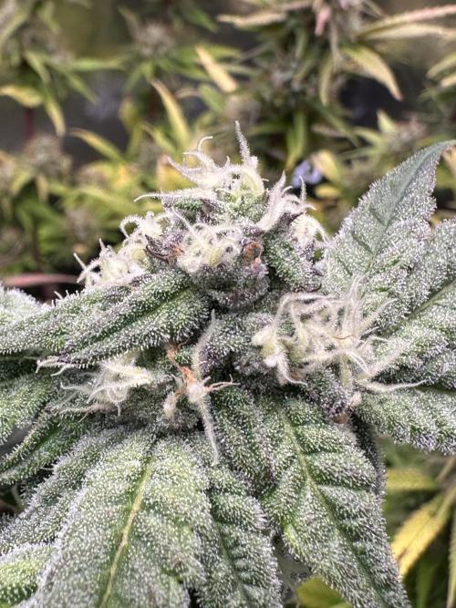 SeedTest für Reales 2026 +  UVM. Week 18