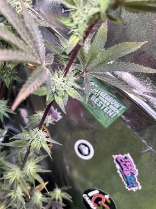 SeedTest für Reales 2026 +  UVM. Week 18