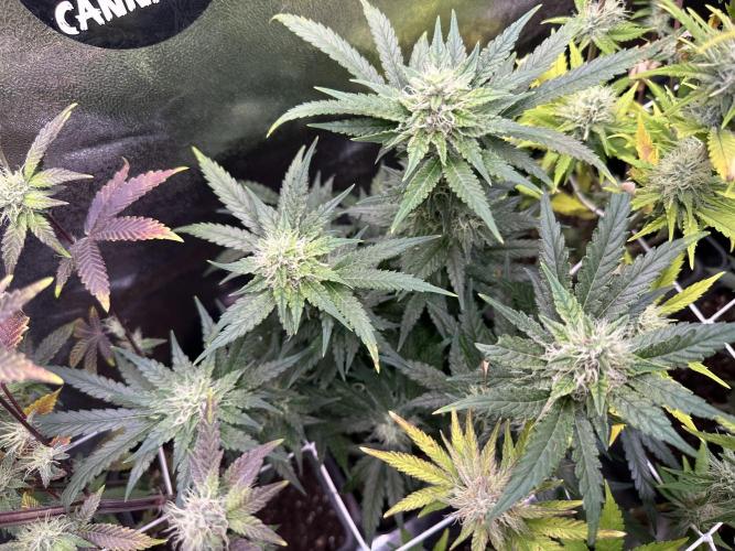 SeedTest für Reales 2026 +  UVM. Week 18