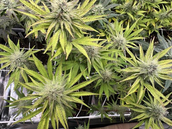 SeedTest für Reales 2026 +  UVM. Week 18