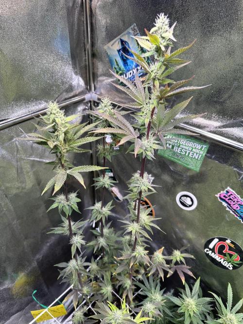 SeedTest für Reales 2026 +  UVM. Week 18