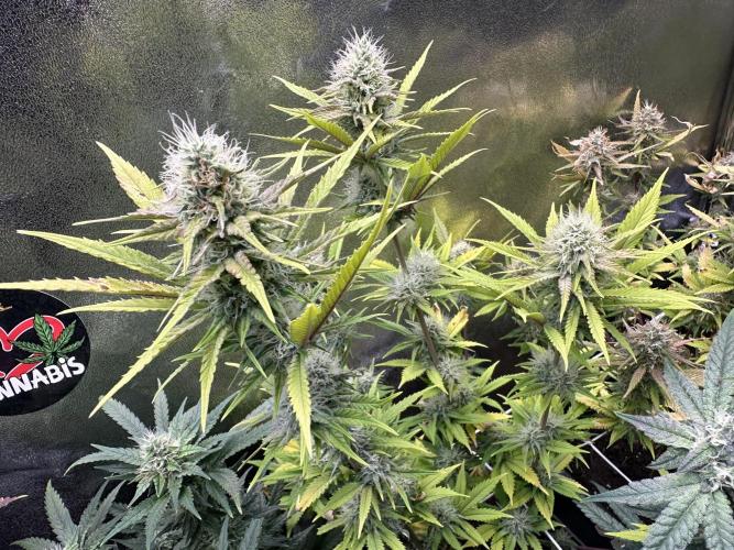 SeedTest für Reales 2026 +  UVM. Week 18