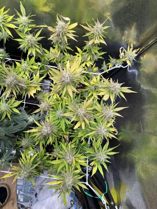 SeedTest für Reales 2026 +  UVM. Week 18