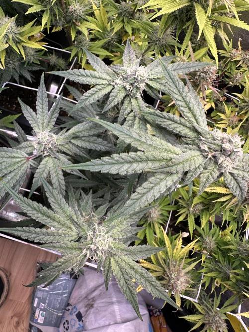 SeedTest für Reales 2026 +  UVM. Week 18