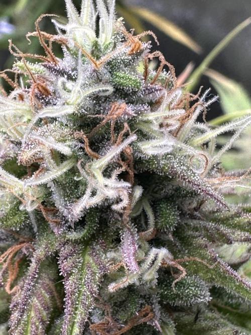 SeedTest für Reales 2026 +  UVM. Week 18