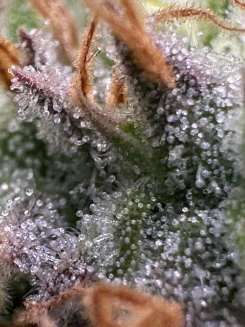 SeedTest für Reales 2026 +  UVM. Week 18