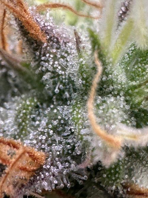 SeedTest für Reales 2026 +  UVM. Week 18