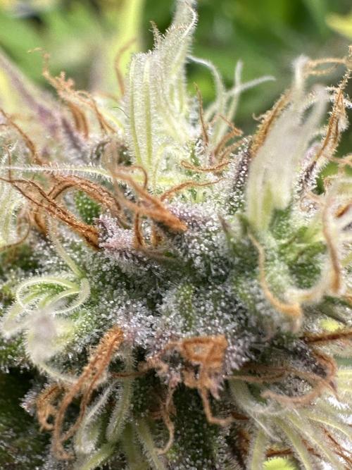 SeedTest für Reales 2026 +  UVM. Week 18