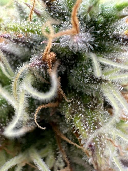 SeedTest für Reales 2026 +  UVM. Week 18