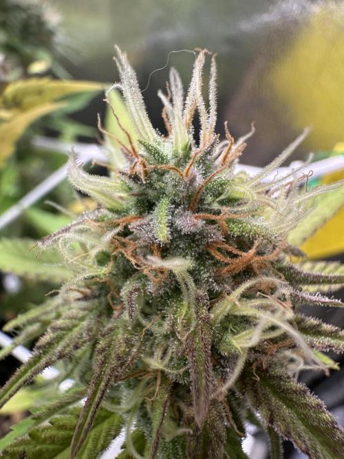 SeedTest für Reales 2026 +  UVM. Week 18