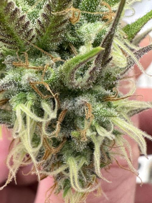 SeedTest für Reales 2026 +  UVM. Week 18