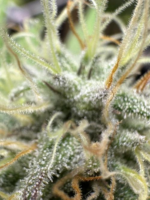 SeedTest für Reales 2026 +  UVM. Week 18