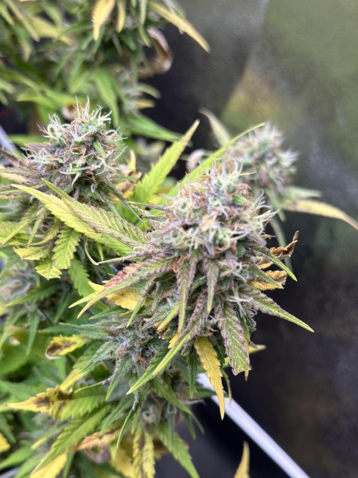 SeedTest für Reales 2026 +  UVM. Week 19