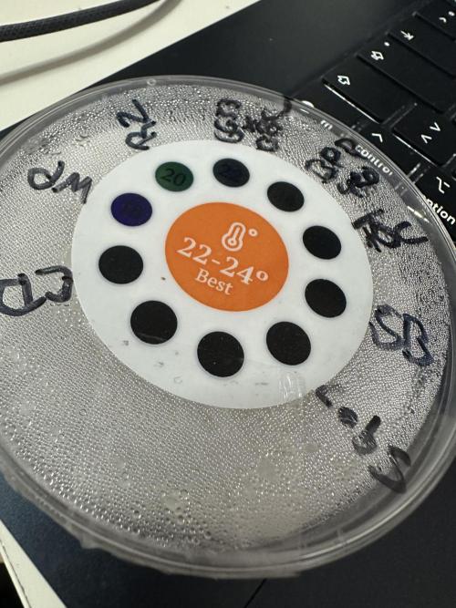 Eternity Cup 26 Zamnesia StickyBroccoli. Week 0 - All in