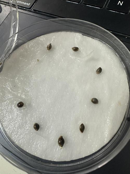 Eternity Cup 26 Zamnesia StickyBroccoli. Week 0 - 11.01.2026 Nach 24 Std im keimungsset!