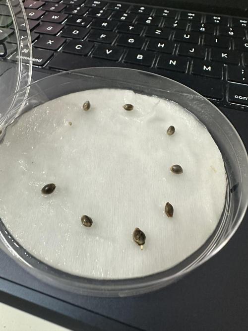 Eternity Cup 26 Zamnesia StickyBroccoli. Week 0 - 11.01.2026 Ein Seed is gepoppt. Welcher ist es Wohl?