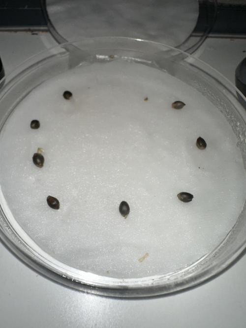 Eternity Cup 26 Zamnesia StickyBroccoli. Week 0 - 12.01.2026 Zwei Samen Aktuell gepoppt.
Der dritte von Links Toni's Cali Genetic