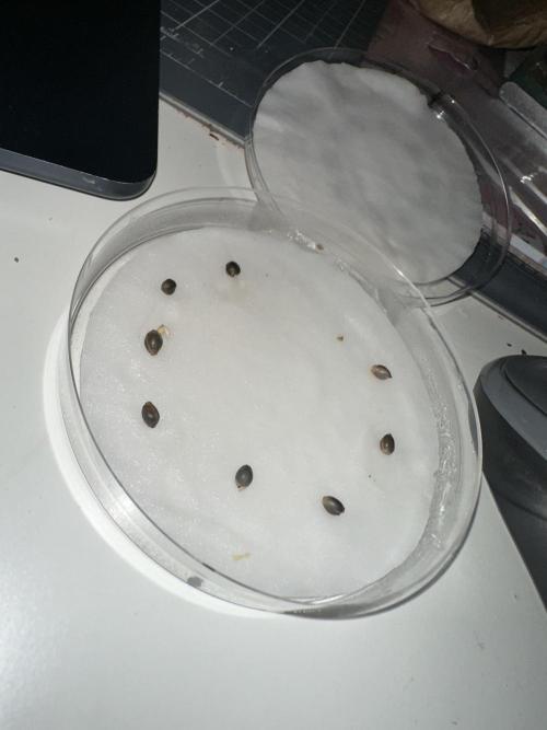 Eternity Cup 26 Zamnesia StickyBroccoli. Week 0 - 12.01.2026 Weiter Daumen drücken.
und der 5te von links GG33 x BBC