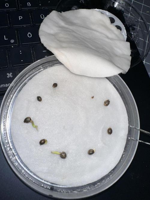 Eternity Cup 26 Zamnesia StickyBroccoli. Week 0 - 13.01.2026 Alle samen sind offen