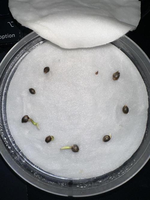 Eternity Cup 26 Zamnesia StickyBroccoli. Week 0 - 13.01.2026 Alle fertig machen zum Start in ein neues Lebnen.