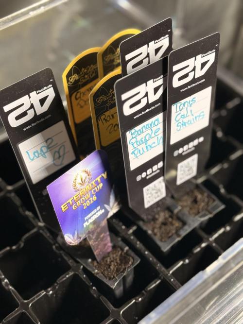 Eternity Cup 26 Zamnesia StickyBroccoli. Week 1