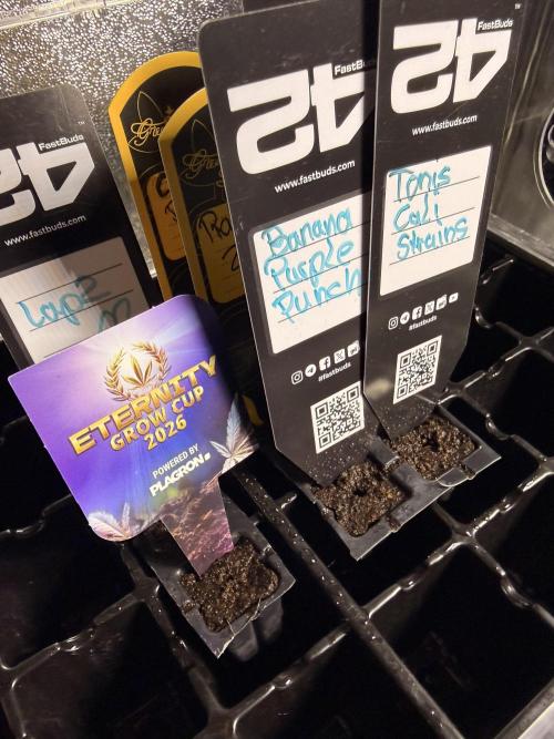 Eternity Cup 26 Zamnesia StickyBroccoli. Week 1 - Letz Go Sticky Broccoli 💚