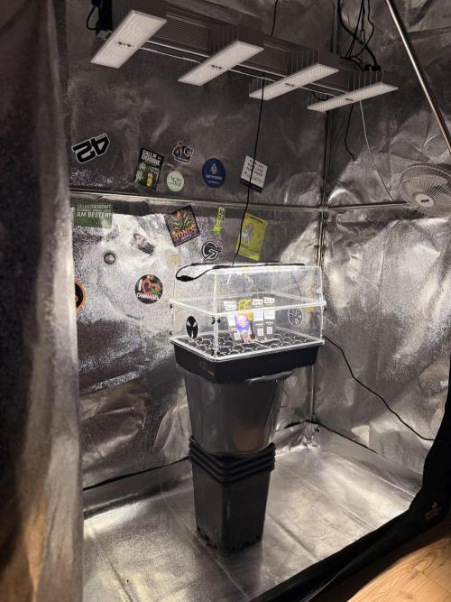 Eternity Cup 26 Zamnesia StickyBroccoli. Week 1