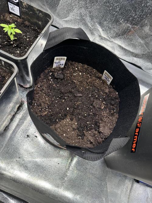 Eternity Cup 26 Zamnesia StickyBroccoli. Week 2