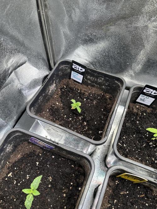 Eternity Cup 26 Zamnesia StickyBroccoli. Week 2