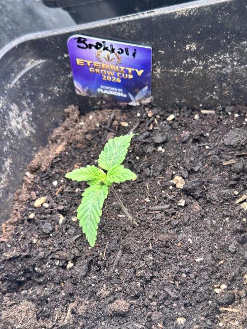 Eternity Cup 26 Zamnesia StickyBroccoli. Week 2