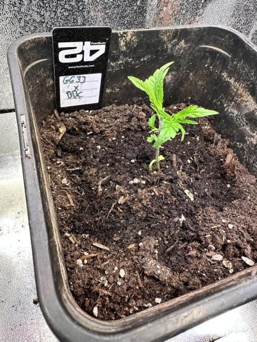 Eternity Cup 26 Zamnesia StickyBroccoli. Week 2